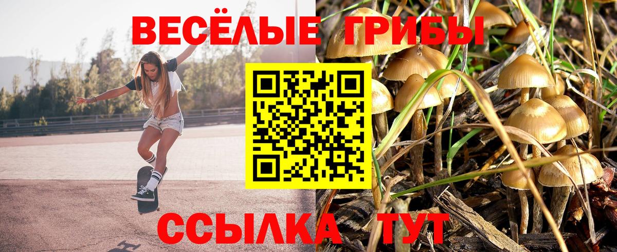 Галлюциногенные грибы Psilocybe Гудермес